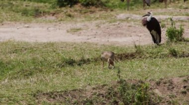 Bir grup su aygırı (Hippopotamus amfibi) nehir kıyısında yürürler ve ot yerler. Birçok küçük kırmızı gagalı öküzkakan (Buphagus erythrorynchus) su aygırlarının sırtından beslenir..