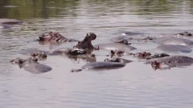 Kirli ve bulutlu bir gölde yüzen bir grup yaşlı su aygırı (Hippopotamus amfibi). Hayvanlar büyük vücutlarının aşırı ısınmasını önlemek için yüzerler, sadece kafaları ve sırtları öne çıkar..