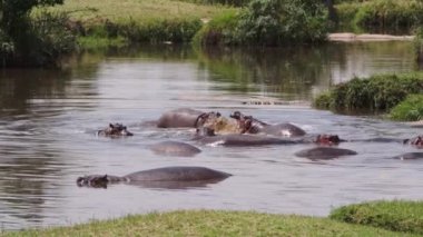 Kirli ve bulutlu bir gölde yüzen bir grup yaşlı su aygırı (Hippopotamus amfibi). Hayvanlar büyük vücutlarının aşırı ısınmasını önlemek için yüzerler, sadece kafaları ve sırtları öne çıkar..