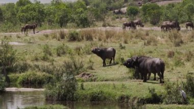 Kirli ve bulutlu bir gölde yüzen bir grup yaşlı su aygırı (Hippopotamus amfibi). Hayvanlar büyük vücutlarının aşırı ısınmasını önlemek için yüzerler, sadece kafaları ve sırtları öne çıkar..