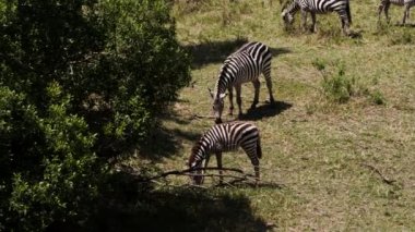 Bir savanda otlayan Zebra sürüsü (Equus quagga). Birçok zebra Kenya ulusal parklarının geniş alanlarında yaşamaktadır. Güneş sıcacık parlıyor ve rüzgar çimenlerin arasından esiyor..