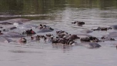 Kirli ve bulutlu bir gölde yüzen bir grup yaşlı su aygırı (Hippopotamus amfibi). Hayvanlar büyük vücutlarının aşırı ısınmasını önlemek için yüzerler, sadece kafaları ve sırtları öne çıkar..
