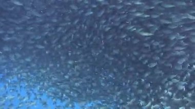 Filipin 'in sualtı okyanusunda balık sürüsü. Filipin Denizi 'ndeki deniz yaşamında bir tür balık ve su altı vahşi hayatının güzelliği. Doğa, deniz ve okyanus yaşamı hakkındaki rahatlatıcı video.