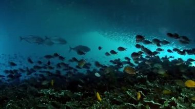 Filipin Denizi 'nin sualtı dünyasında mercan resifindeki balıklar. Mercan resifleri ve sualtı deniz ve okyanus yaşamındaki vahşi yaşamla ilgili rahatlatıcı videolar..