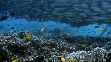 Filipin Denizi 'nin sualtı dünyasında mercan resifindeki balıklar. Mercan resifleri ve sualtı deniz ve okyanus yaşamındaki vahşi yaşamla ilgili rahatlatıcı videolar..