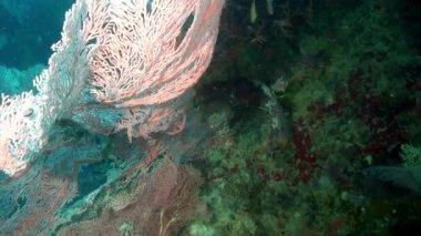 Filipin Denizi 'nin deniz tabanında deniz tabanında bulunan soylu pembe tropikal mercan Gorgonaria. Mercan resifleri ve sualtı deniz ve okyanus yaşamındaki vahşi yaşamla ilgili rahatlatıcı videolar..