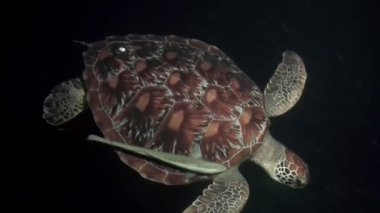 Kaplumbağa okyanusun gece sularında süzülür. Filipin Denizi 'ndeki deniz altı yaşam gezegeninde yaşayan tek bir canlı türü. Squba dalışı.