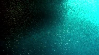 Balık sürüsü, su altında güneş ışınlarında parıldıyor ve parıldıyor. Filipin Denizi 'nin deniz altı yaşamı dünyasında tek bir canlı türü grubu..