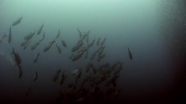 Filipin Denizi 'nin sualtı dünyasında mercan resifindeki balıklar. Mercan resifleri ve sualtı deniz ve okyanus yaşamındaki vahşi yaşamla ilgili rahatlatıcı videolar..