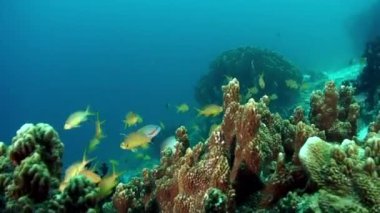 Balık sürüsü, su altında güneş ışınlarında parıldıyor ve parıldıyor. Filipin Denizi 'nin deniz altı yaşamı dünyasında tek bir canlı türü grubu..