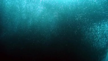 Balıkların ve sualtı vahşi hayatının öğretici davranışları. Filipin Denizi 'ndeki deniz altı yaşam gezegeninde yaşayan tek bir canlı türü. Su altındaki balık sürüsü kavramı.