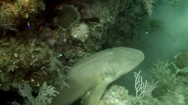 Gri resif köpekbalıkları okulu Carcharhinus perezii sualtı manzarası Karayip Denizi ve okyanus egzotik egzotik ekosisteminin tropikal yaban hayatındaki tehlikeli hayvan avcısı..