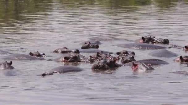 Een Groep Oude Nijlpaarden Hippopotamus Amfibie Die Rondzwemmen Een Vies — Stockvideo