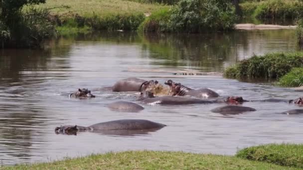Gruppo Vecchi Ippopotami Hippopotamus Amphibius Che Nuotano Lago Sporco Nuvoloso — Video Stock