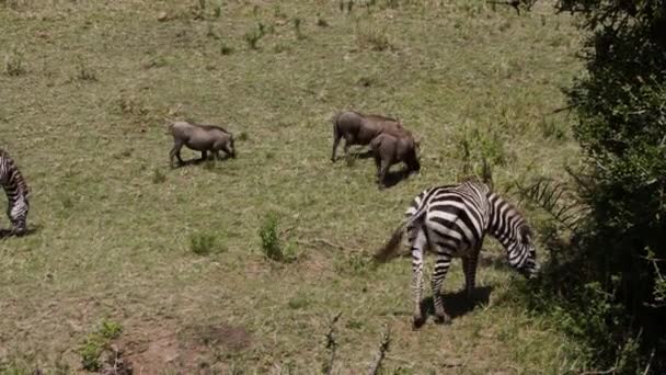 Stádo Zebry Equus Quagga Pasoucí Savanně Mnoho Zebry Žijí Širokých — Stock video