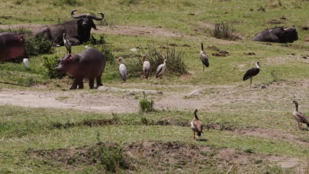 Een Groep Nijlpaarden Hippopotamus Amfibie Die Rond Een Rivieroever Lopen — Stockvideo