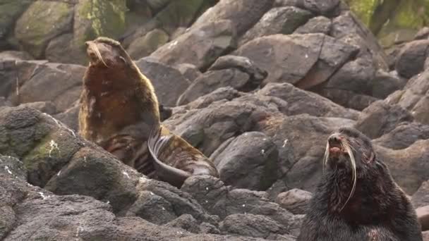 Wideo Dźwięk Drużyna Północny Futrzany Foka Zwierzę Koło Morze Okhotsk — Wideo stockowe