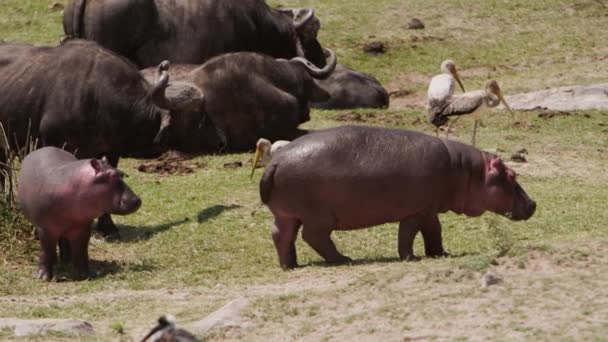 Een Groep Nijlpaarden Hippopotamus Amfibus Afrikaanse Buffels Syncerus Caffer Liggen — Stockvideo