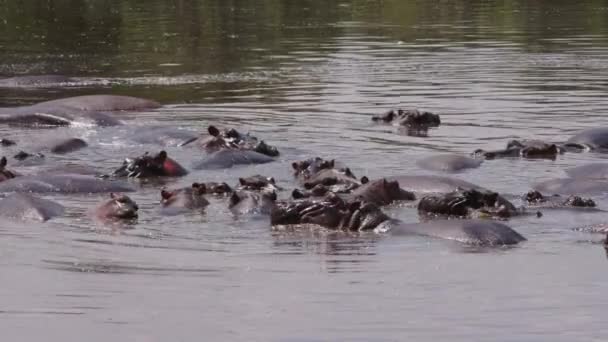 Группа Старых Бегемотов Hippopotamus Amphibius Плавает Грязном Затуманенном Озере Животные — стоковое видео