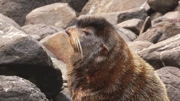 Portrait Male North Fur Seal Animal Hewan Pinnipeds Segel Alam — Stok Video