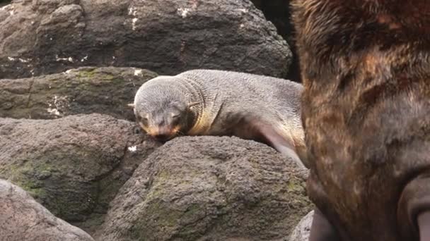 オホーツク海付近の北毛アザラシの群れの音を動画にしたもの 動物の雌と雄のコロニーと背景雑音と野生の自然の中でシールの家族 — ストック動画