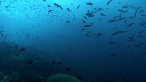 鱼群在菲律宾海的水下 菲律宾海海底海洋生物世界的群鱼 放宽关于自然 海洋和海洋生物的视频 — 图库视频影像