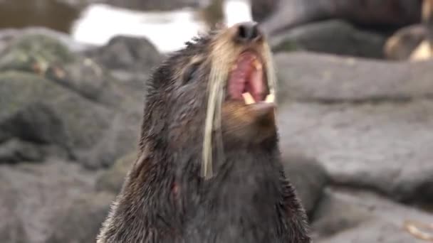 Video Zvukem Skupiny Tuleňů Severních Okhotského Moře Kolonie Samic Samců — Stock video