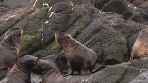 オホーツク海付近の北毛アザラシの群れの音を動画にしたもの 動物の雌と雄のコロニーと背景雑音と野生の自然の中でシールの家族 — ストック動画
