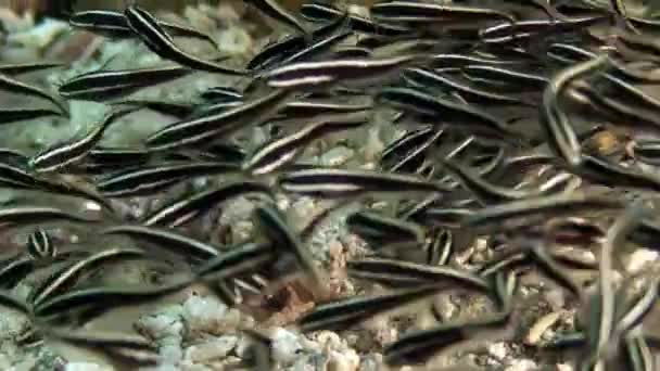 Escola Peixes Oceano Subaquático Das Filipinas Grupo Peixes Uma Espécie — Vídeo de Stock