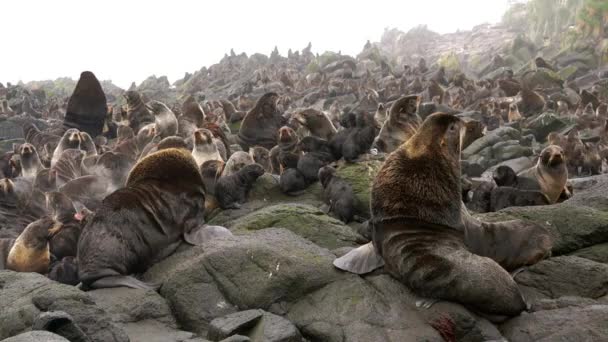 Family Northern Fur Seal Callorhinus Ursinus Eared Otariidae Stone Rocks — Stock Video