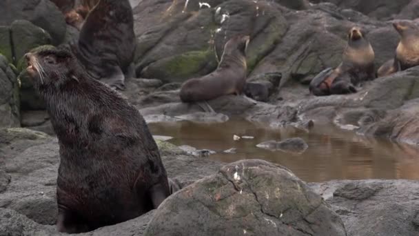 Video Dengan Suara Kelompok Anjing Laut Bulu Utara Dekat Laut — Stok Video