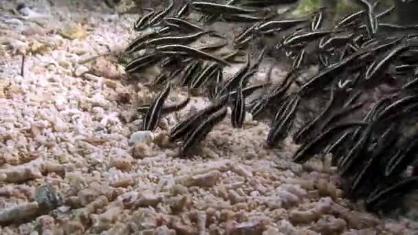 Стая Рыб Подводном Океане Филиппин Группа Рыб Одного Вида Красота — стоковое видео