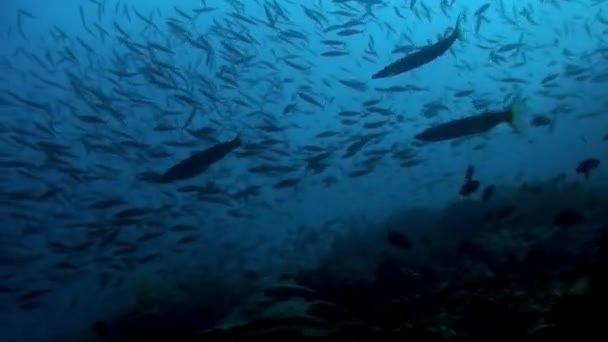 Школа Белых Серебристых Подводном Океане Филиппин Группа Рыб Одного Вида — стоковое видео
