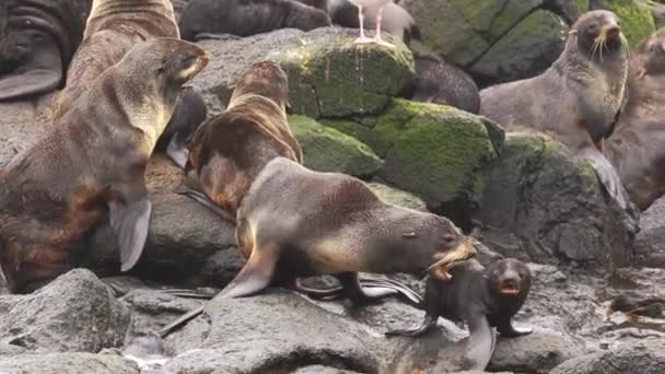 北方毛皮海豹科 带着声音在野外海岸的石岩上栖息 海洋被夹食肉动物的概念 — 图库视频影像