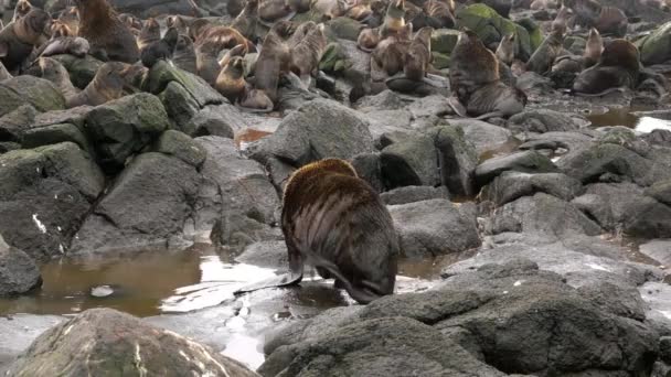 Keluarga Anjing Laut Bulu Utara Callorhinus Ursinus Memperoleh Otariidae Bebatuan — Stok Video