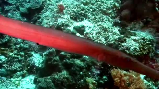 Trumpetfish Chinês Amarelo Mão Mergulhador Recife Coral Mar Filipino Subaquático — Vídeo de Stock