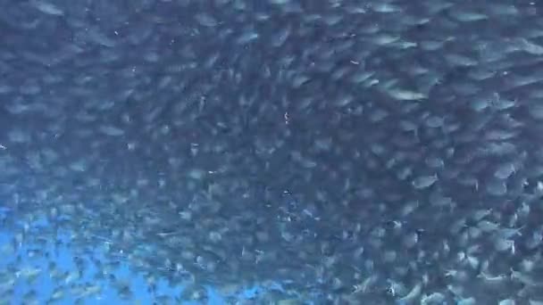 フィリピンの水中の海で魚の学校 フィリピン海の海洋生物界における水中野生生物の1種と美しさのグループ魚 海洋生物についてのリラックスしたビデオ — ストック動画