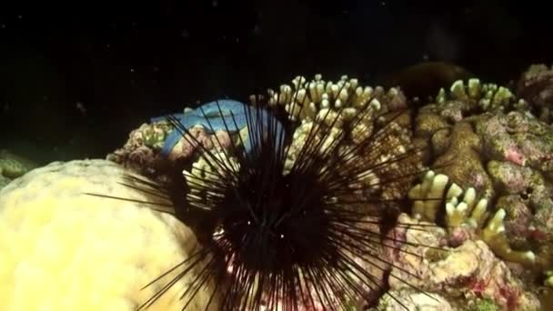 Sjöborre Och Stjärna Korallrev Undervattensbotten Det Marina Livet Filippinska Havet — Stockvideo