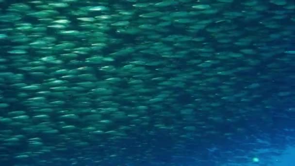 School Van Vissen Onderwater Oceaan Van Philippine Groepsvissen Van Één — Stockvideo