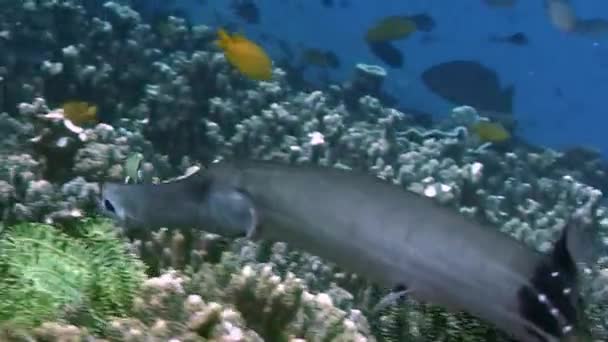 Ψάρια Κοραλλιογενή Ύφαλο Στον Υποβρύχιο Κόσμο Της Θάλασσας Των Φιλιππίνων — Αρχείο Βίντεο
