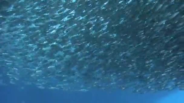 Rybí Škola Podmořském Oceánu Filipínách Skupinové Ryby Jednoho Druhu Krásy — Stock video
