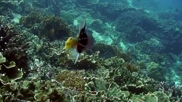 长笛鱼 中国的长笛鱼 是在菲律宾海的鱼群背景下发现的 菲律宾海海底海洋生物世界中的刺五加鱼 — 图库视频影像