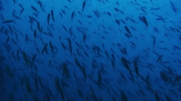 Школа Білих Сріблястих Підводному Океані Філіппін Група Риб Одного Виду — стокове відео