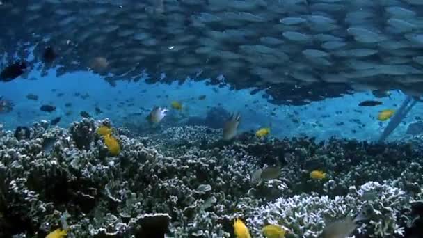 Ryby Korálovém Útesu Podmořském Světě Filipínského Moře Makro Relaxační Video — Stock video