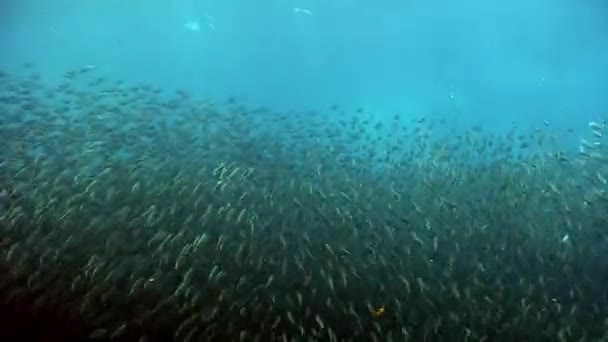 Szkoła Białych Ryb Podwodnym Oceanie Filipin Grupa Ryb Jednego Gatunku — Wideo stockowe