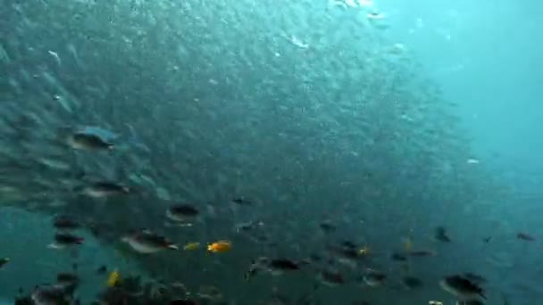 Fischschwärme Unterwassermeer Der Philippinen Gruppenfische Einer Art Und Schönheit Der — Stockvideo