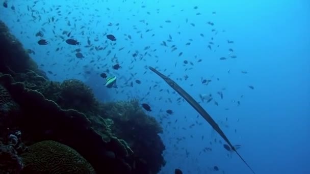 菲律宾水下海洋中的鱼群 一个种类的群鱼和美丽的水下野生动物在菲律宾海的海洋生物世界 放宽关于自然 海洋和海洋生物的视频 — 图库视频影像