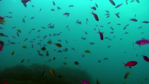 Rybí Škola Podmořském Oceánu Filipínách Skupinové Ryby Jednoho Druhu Krásy — Stock video