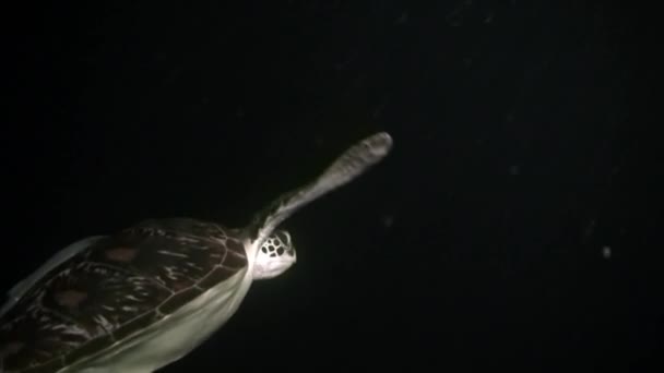 Черепаха Висит Ночных Водах Океана Группа Рыб Одного Вида Подводном — стоковое видео