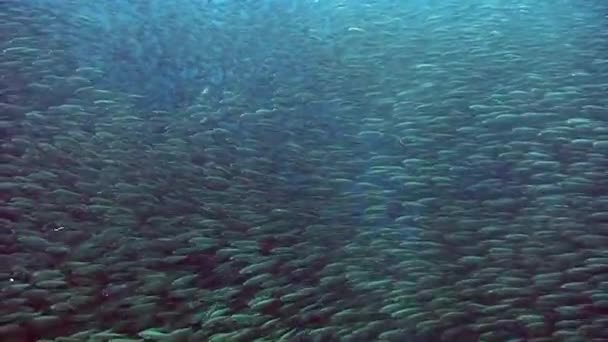 菲律宾水下海洋中的鱼群 一个种类的群鱼和美丽的水下野生动物在菲律宾海的海洋生物世界 放宽关于自然 海洋和海洋生物的视频 — 图库视频影像